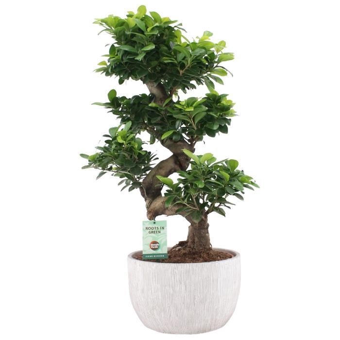 Cactus Euphorbe 100//120 cm plante naturelle avec pot de couleur inclus