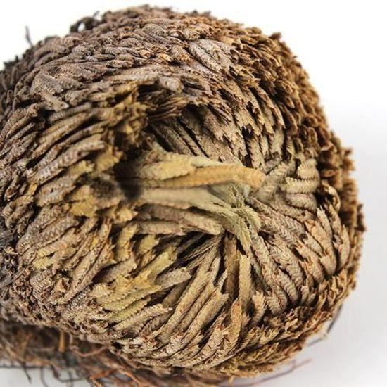 Live Résurrection usine Air Fern Spike Moss Rose De Jericho Dinosaure Plant Hot