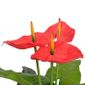 Fleurs Et Plantes Artificielles Plante Artificielle Avec Pot Anthurium 90 Cm Rouge Et Jaune