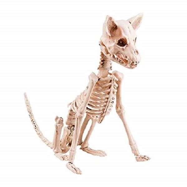 Le squelette du chien