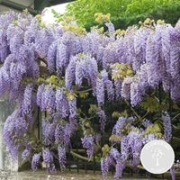 Wisteria sinensis Prolifique – Glycine – Plante grimpante – Peu d'entretien - D15 cm - H60-70 cm