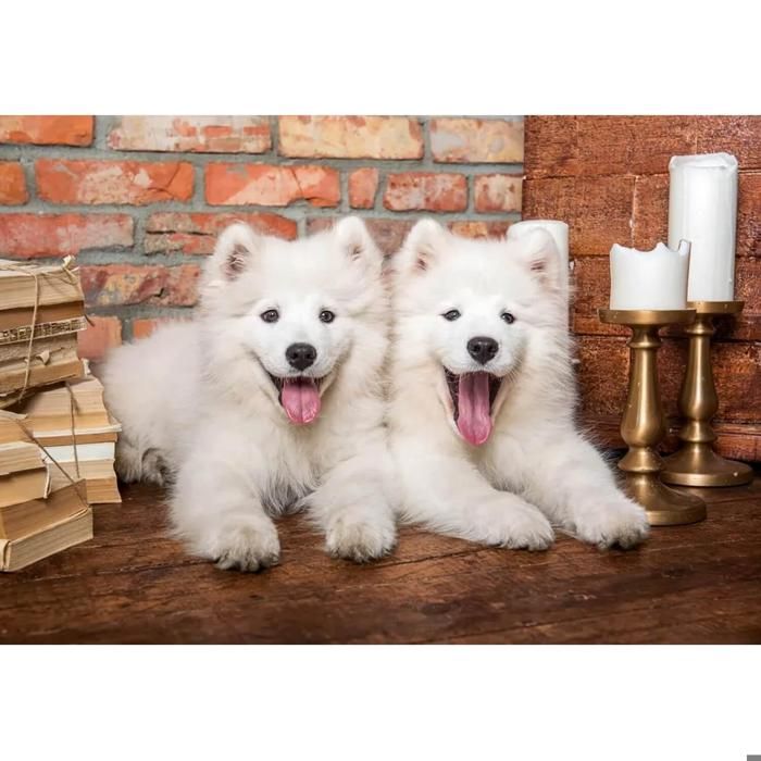 Puzzle 1000 pièces - CASTORLAND - Chiots samoyèdes - 68x47 cm - Intérieur - Mixte