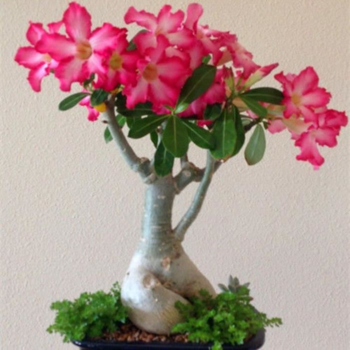 5pcs Graines Rose Désert Fleur Semer Plante Jardin Flower