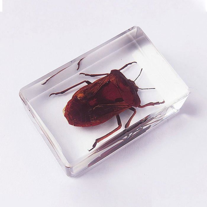 Véritable Insecte Araignée Spécimen Salle De Classe Scientifique — free download