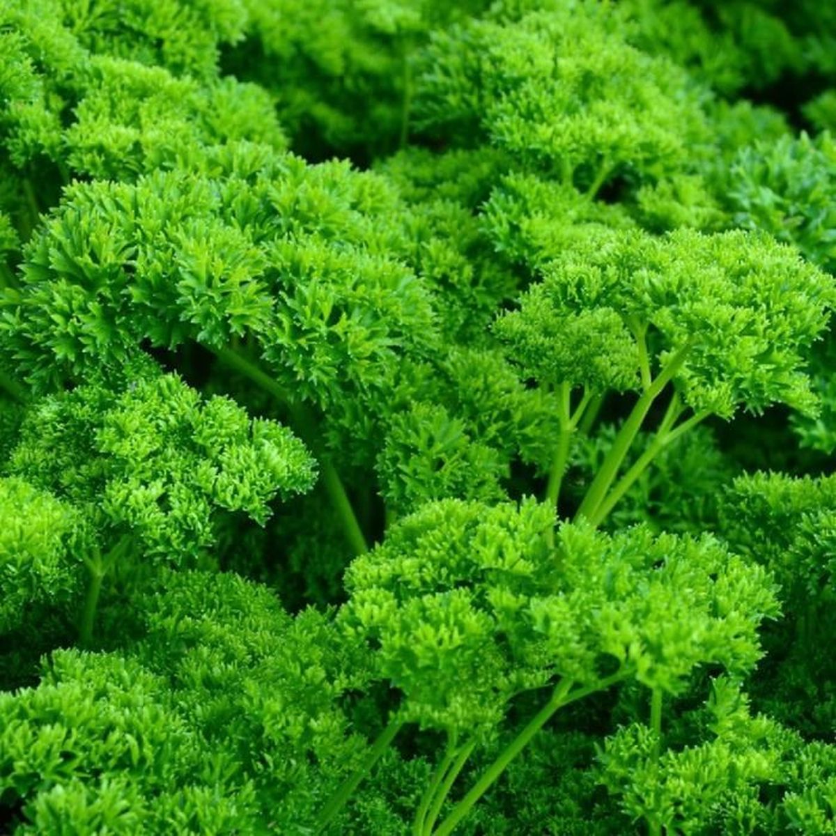 500-graines-de-persil-fris-plante-aromatique-l-gumes-potager