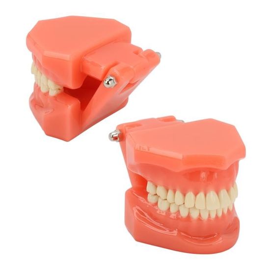 Modèle Dentaire Transparent M2020 Pour étude Implants - Typodont Grossissement 2,5X - Neuf