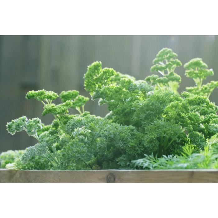 Graines De Moutarde Blanche - Sachet De 500 Graines Reproductibles BIO - Pour Potager, Aromatique, Permaculture - Non Hybrides, Sans Traitement Chimique - 11