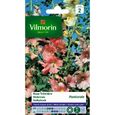 VILMORIN Rose trémière Pastorale pastel-0