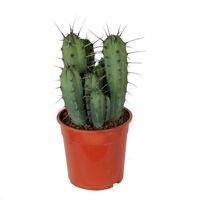 Cactus et plante grasse – Chandelle bleue – Hauteur: 50 cm X8BF