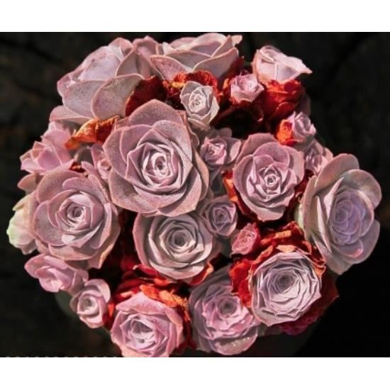 10 Graines De Greenovia Aizoon, Montagne Rose, Mignon Plantes Grasses, Exotiques Rares Succulentes À Fleurs Graines, Idée Cadeau D