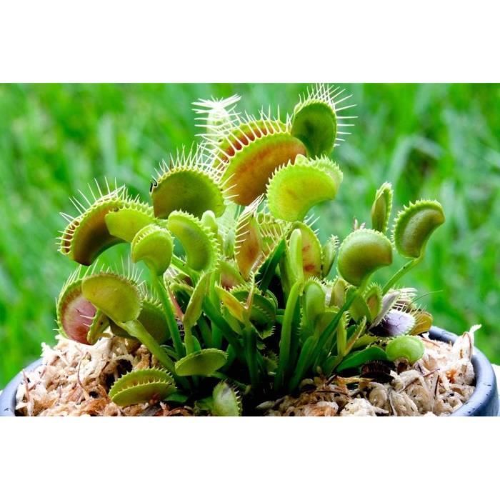 Plante Carnivore Dionée Attrape-Mouche - Pot 9cm - Plante D'Intérieur Originale Pour Maison Ou Bureau