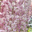 Wisteria Rosea Glycine du Japon  Arbuste rustique et grimpant à feuilles caduques et fleurs roses-2