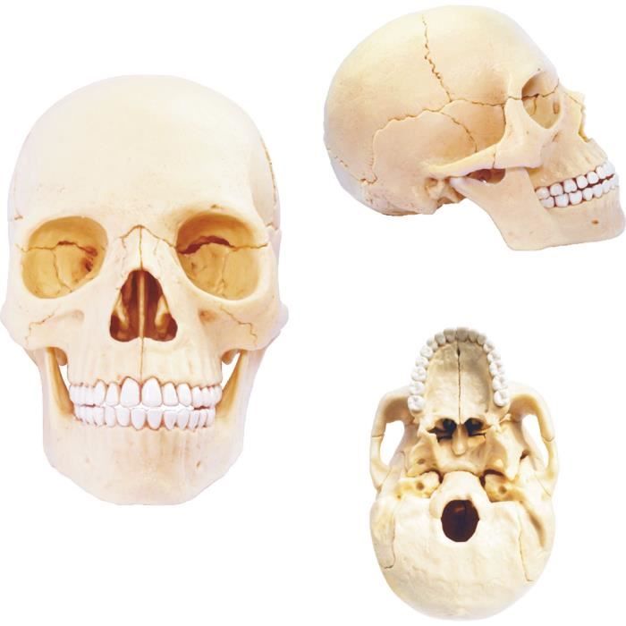Kit de Découverte - Squelette humain