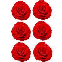 CONFO® 6 fleurs éternelles cadeau de fleur de tête de rose 6-7cm, cadeau de Saint Valentin cadeau de fleur de fleur éternelle rose r