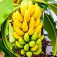 300 pièces-sac grainent de bananier nain à croissance rapide comestibles prolifiques savoureuses nutritives Mini pour le jardin.-2