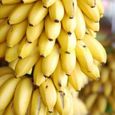 300 pièces-sac grainent de bananier nain à croissance rapide comestibles prolifiques savoureuses nutritives Mini pour le jardin.-3