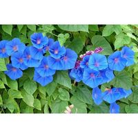 40 Graines d'Ipomée Bleu - fleurs grimpante jardins potager - méthode BIO