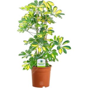 PLANTE POUSSÉE Dracaena Marginata | plante d'intérieur| hauteur 8