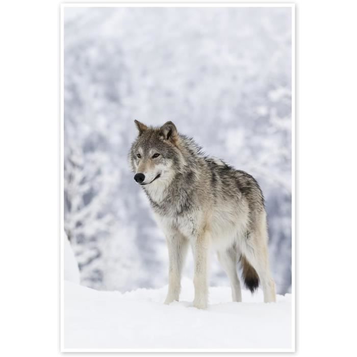 Impression D'affiche Les Loups Du Monde - France