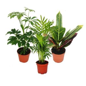 PLANTE POUSSÉE Exotenherz - Set de 3 plantes d'intérieur - type 1