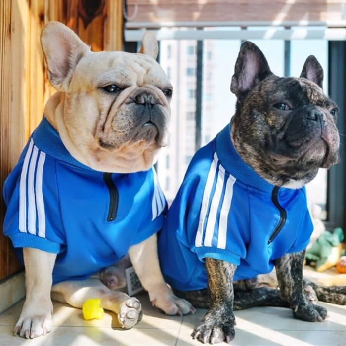 Adidog chien 2025