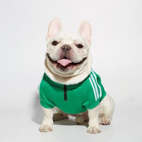 PURPLE with logo S Faslim Adidog chien Sport vetements bouledogue francais automne et hiver chien manteau pour animaux de compagnie Cdiscount