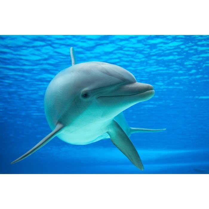 Papier Peint Photo INTISSÉ-PORTRAIT DE DAUPHIN-(215148)-400x260cm-8 lés-Mural Poster Géant XXL-Panorama-La vie Marine Poisson Sealif