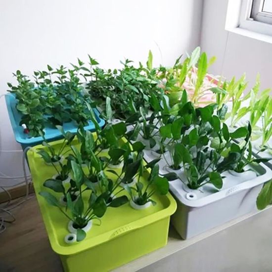 Hydroponique Jardin intérieur grow Kit Jardin Pots Planters 6 Trous Plante Système