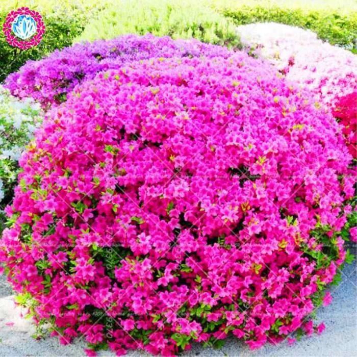 Azalea Rhododendron Flower Pictures