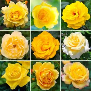 PLANTE POUSSÉE Sublime Rosier Jaune en pot  Rosiers de jardin haut de gamme avec fleurs colorées en été