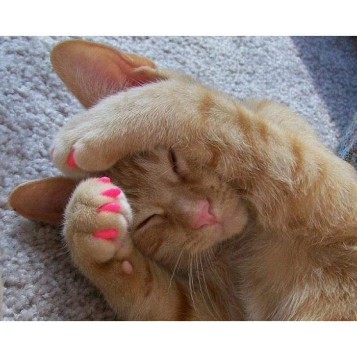 Imakar Protege Griffes Chat Pcs Fournis Avec Un Tube De Colle Et Un Applicateur De Precision Achat Vente Coupe Ongles Griffes Imakar Protege Griffes Chat Pcs Fournis Avec Un Imakar Protege Griffes Chat Pcs Fournis Avec Un Tube De Colle Et Un Applicateur De Precision Achat Vente Coupe Ongles Griffes Imakar Protege Griffes Chat Pcs Fournis Avec Un