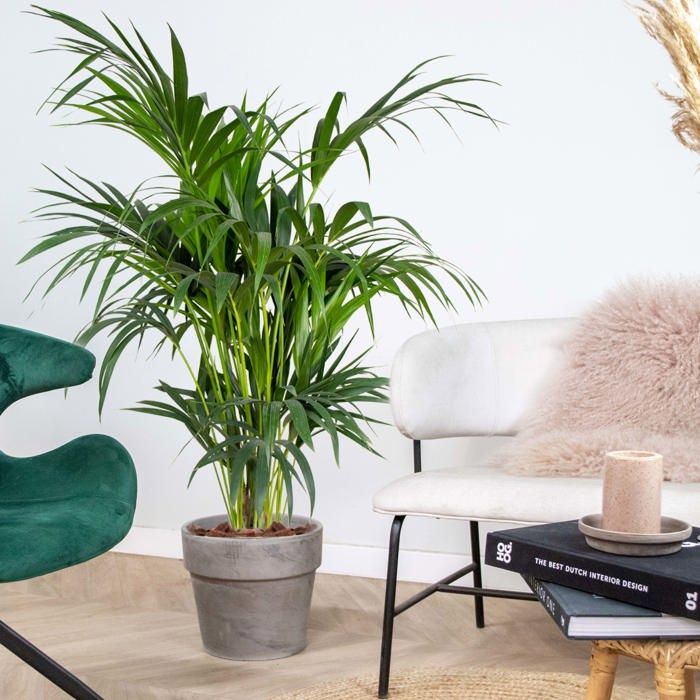 Howea Forsteriana Palmier Kentia - Grande Plante Intérieur Purificateur Air, Hauteur 120-130 Cm Pot 24 Cm