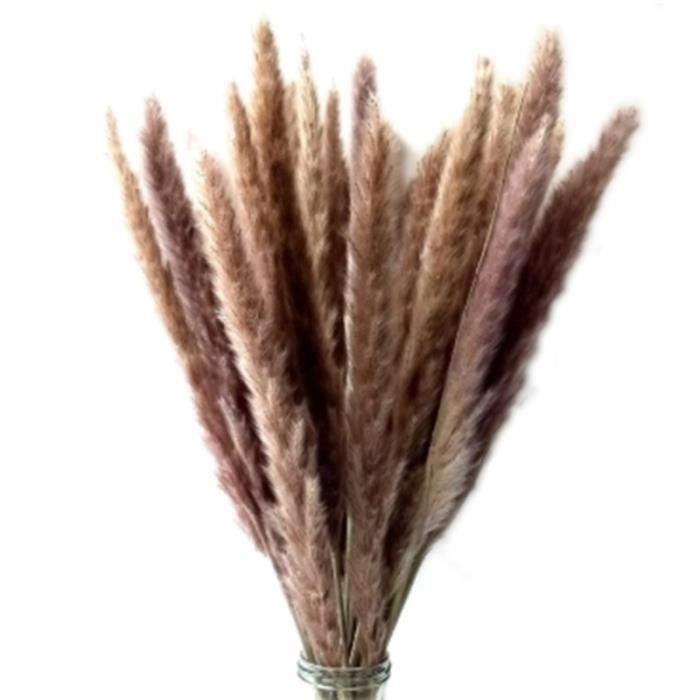 20 Fleurs De Coton Séchées Naturelles - 10 Bouquets + 10 Têtes De Coton, Décoration Maison Bohème (42cm)