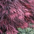 Acer palmatum dissectum "Garnet"  Érable du Japon Arbuste de jardin à feuilles caduques en pot-2