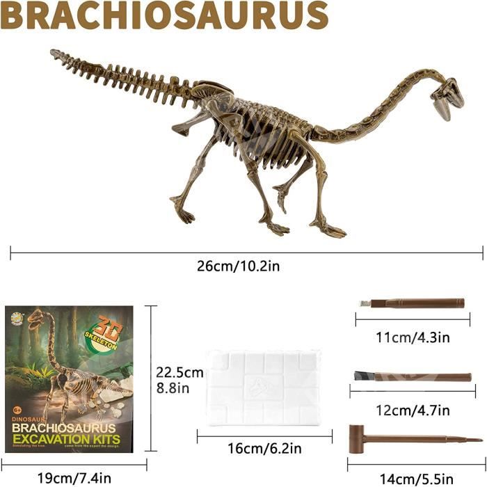 EGGBOX Kit 2-en-1 Fouille De Squelette De Brachiosaure + Peinture – Paléontologue Pour Enfants Dès 6 Ans