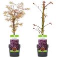 Acer palmatum dissectum "Garnet"  Érable du Japon Arbuste de jardin à feuilles caduques en pot-3