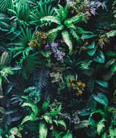 papier peint panoramique plantes tropicales vert - 2,325 x 2,79 m - 158900