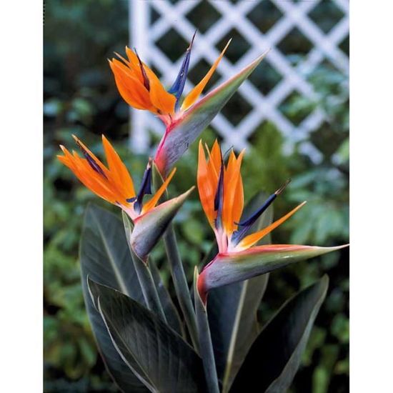 Oiseau Du Paradis Nain Achat Vente Plante Poussée Oiseau