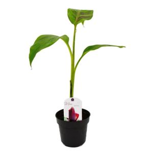 PLANTE POUSSÉE Exotenherz - Bananier rustique - Musa sikkemensis - Bananier Darjeeling - pot de 12cm