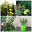 100pcs Jardin Jaune Graines De Jasmin Lumière Plante En