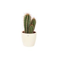 Cactus et plante grasse – Cactus Caripari en pot de fleur crème comme un ensemble – Hauteur: 50 cm XA66