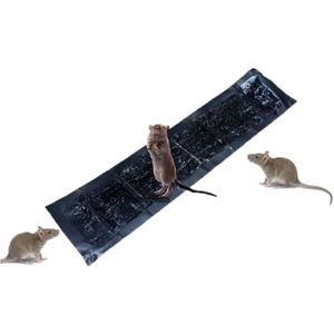 Generic Piège à colle pour les souris, rats, et reptiles - piège à souris  collante à prix pas cher