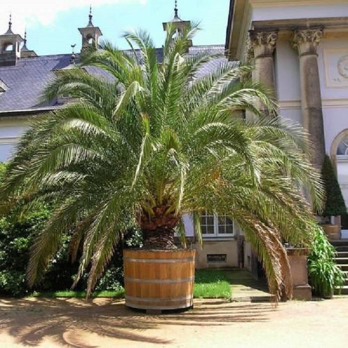 Palmier dattier des Canaries-Phoenix canariensis-Hauteur du plant:30/40 cm-Plant en pot de 1,5 litre-Croissance rapide