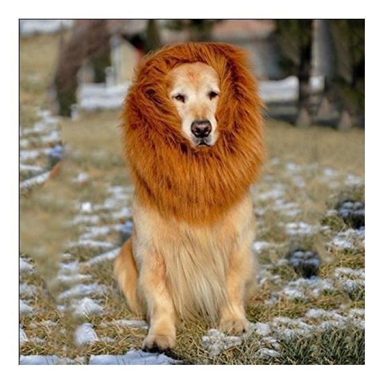 Mon Chat Perd Ses Poils Dans Le Cou