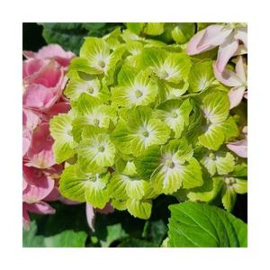 ARBRE - BUISSON Hortensia macrophylla Green Ever Belles® 'Hortmagreclo'-Pot de 1,5L - 20/50 cm-Vert-Arbustif
