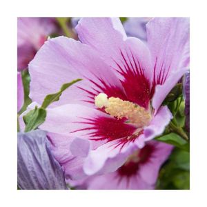PLANTE POUSSÉE Hibiscus syriacus Woodbridge - BELLEVUE DISTRIBUTION - Pot de 4L - 40/60 cm - Floraison rose - Feuillage caduc