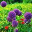 Tempsa 25pcs Allium Giganteum Graines Violet Plante Diy Jardin