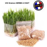 250 Graines HERBE A CHAT - A Semer - Triticum Aestivum Graine Blé Origine France