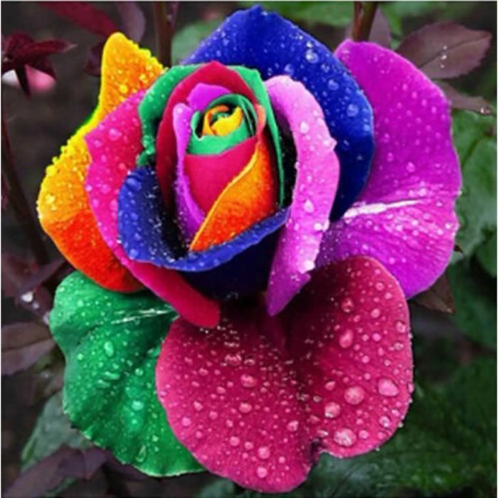Graines de roses arc-en-ciel -Facile à faire germer-Parfumée-Convient à la décoration intérieure et au jardinage domestique