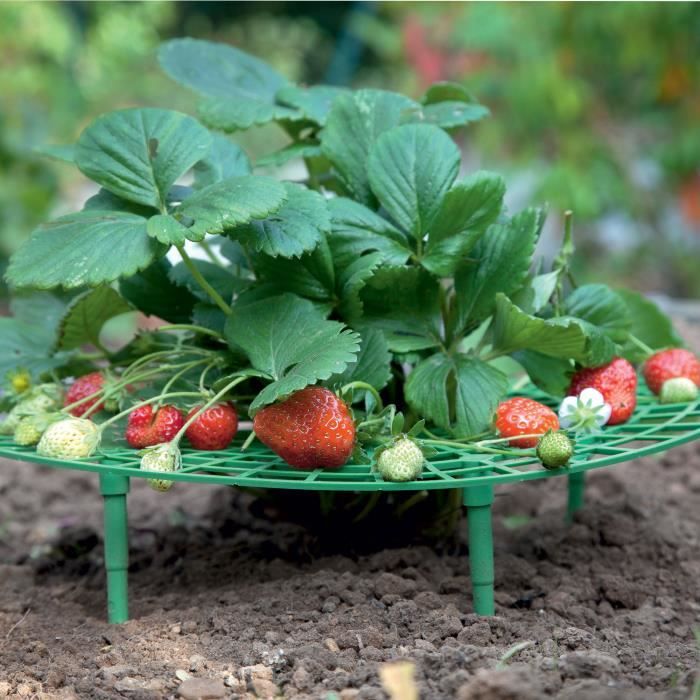 Support Fraisier Par 5 Achat Vente Tuteur Lien Attache